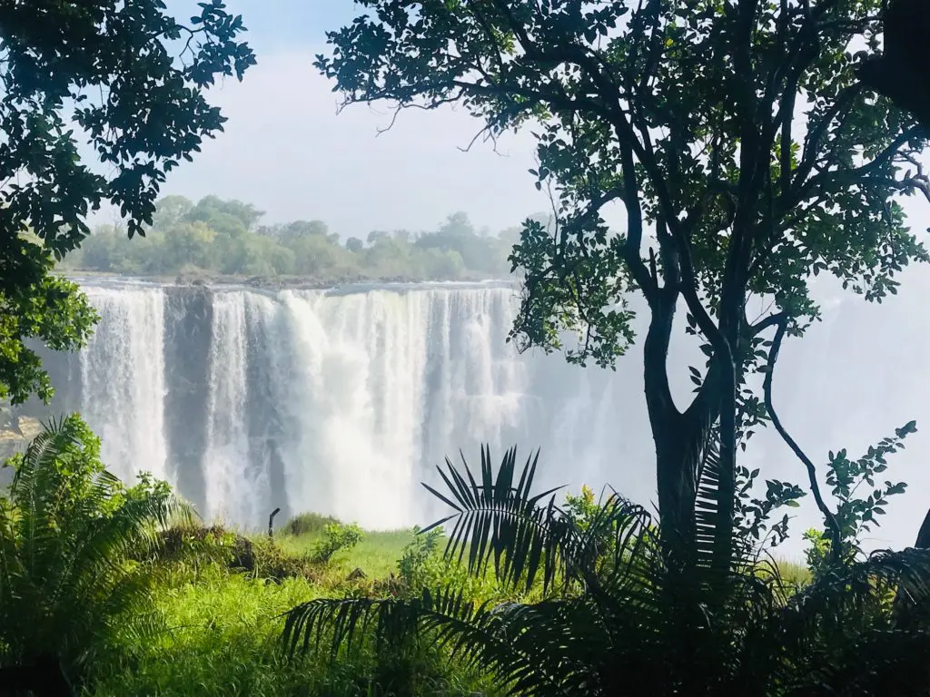 Discover the Hidden Gems of the Victoria Falls Rainforest – Victoria Falls  Safari Lodge