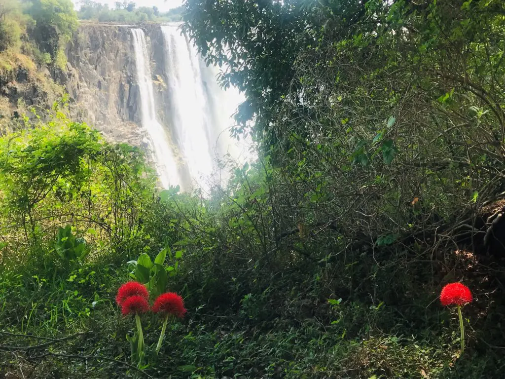 Fireball lilies brighten up the Victoria Falls rainforest